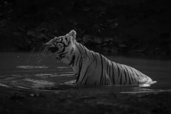 Mono Tigre Siede Waterhole Scuotendo Testa — Foto Stock