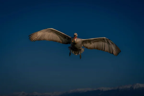 Dalmaçyalı Pelikan Açık Mavi Gökyüzünde Uçuyor — Stok fotoğraf