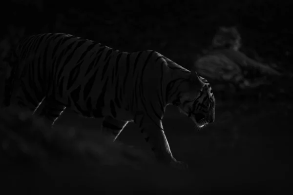 Mono Tigru Trece Lângă Alt Culcat — Fotografie, imagine de stoc