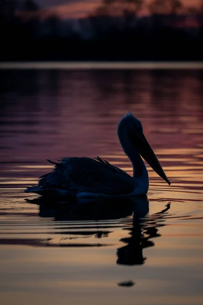 Dalmatian Pelican Floats Silhouetted Calm Lake — Stock Photo, Image
