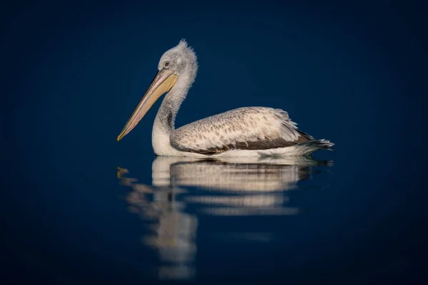 Dalmatian Pelican Floats Water Casting Reflection — Stock Photo, Image