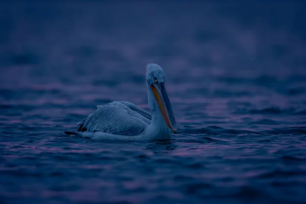 Dálmata Pelicano Flutuando Água Amanhecer — Fotografia de Stock