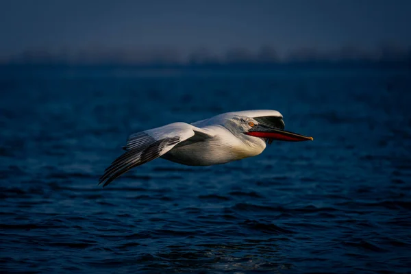Dalmatian Pelicano Desliza Através Lagoa Sol — Fotografia de Stock