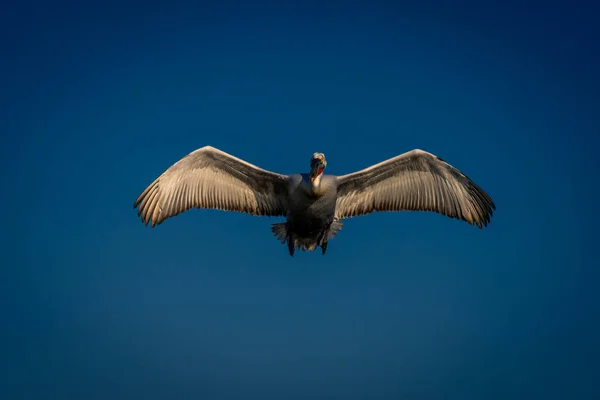 Dalmaçyalı Pelikanlar Merceğe Doğru Kanatlarını Açarak Uçar — Stok fotoğraf