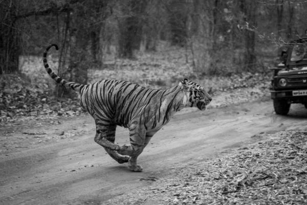 호랑이가 지프를 선로를 달리고 있습니다 — 스톡 사진