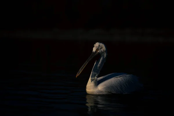 Далматинський Пелікан Плаває Озері Під Сонцем — стокове фото