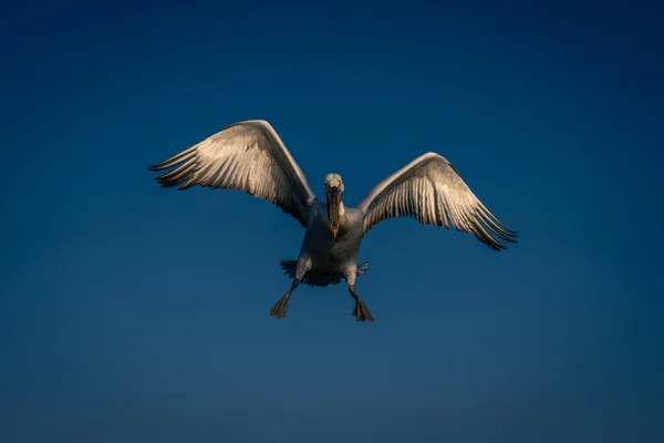 Dalmaçyalı Pelikan Sinekleri Ayaklarını Kanatlarını Açıyor — Stok fotoğraf