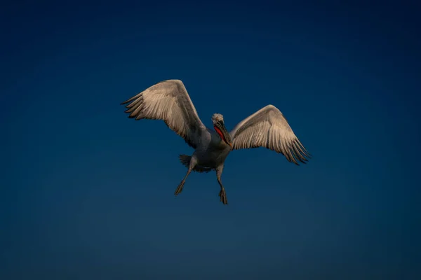 Дальматинський Пелікан Розтягує Крила Ноги — стокове фото