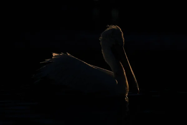 Dalmatian Pelicano Flutua Lago Com Borda Iluminação — Fotografia de Stock
