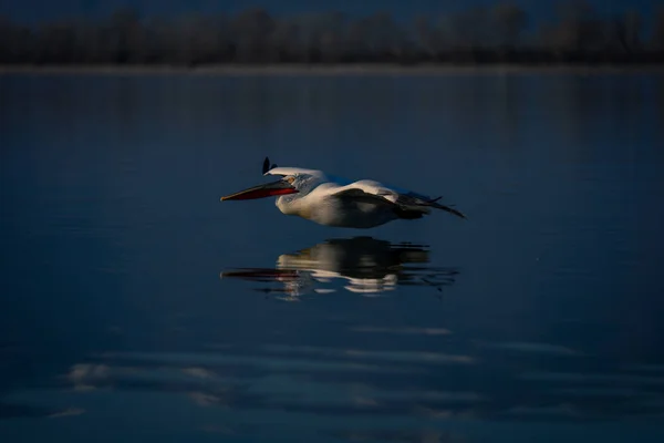 Dalmatiska Pelikan Flyger Lågt Över Lugnt Vatten — Stockfoto
