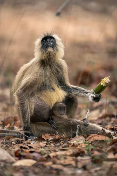 Kuzey düzlükleri gri langur kapok 'u tutuyor.