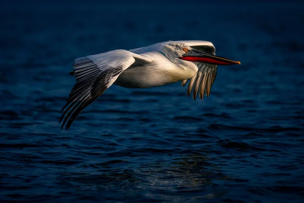 Далматинские Пеликаны Скользят Озеру Солнце — стоковое фото