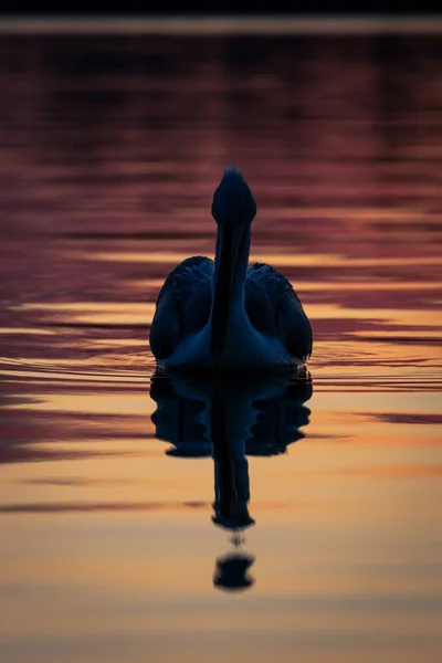 Далматинский Пеликан Плавает Силуэтом Спокойной Воде — стоковое фото