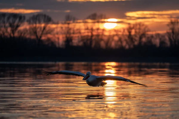Dalmaçyalı Pelikan Güneşli Gölün Üzerinde Alçaktan Uçuyor — Stok fotoğraf