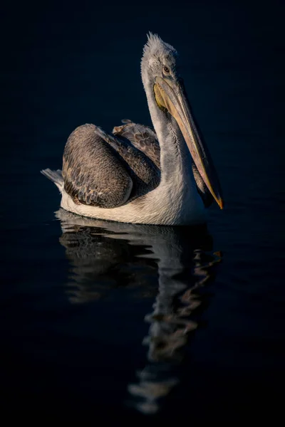 Dalmatian Pelican Floats Casting Reflection Lake — Stock Photo, Image