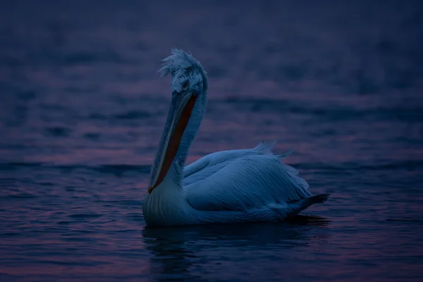 Dálmata Pelicano Flutuando Amanhecer Através Lago — Fotografia de Stock