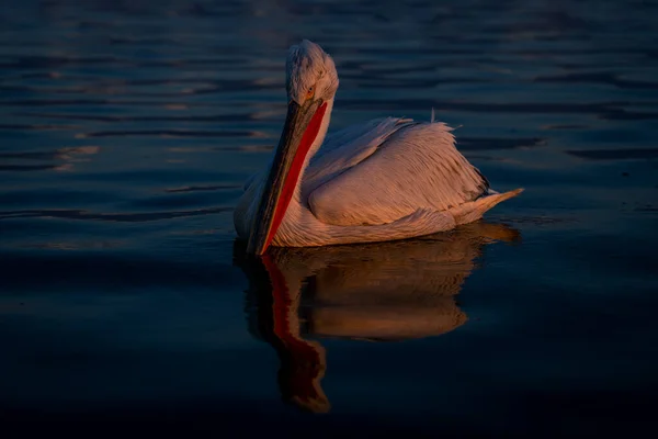 Далматинський Пелікан Плаває Озері Віддзеркаленням — стокове фото