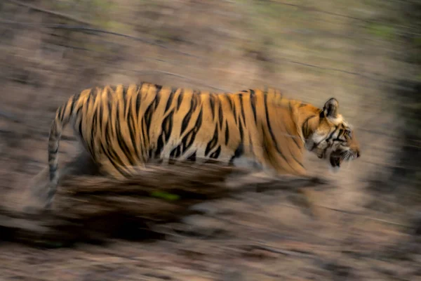 Slow pan of Bengal tiger in woods