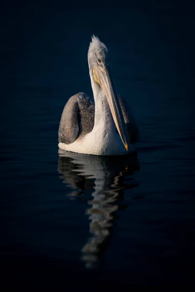 Dalmatian Pelican Floats Casting Reflection Water — Stock Photo, Image