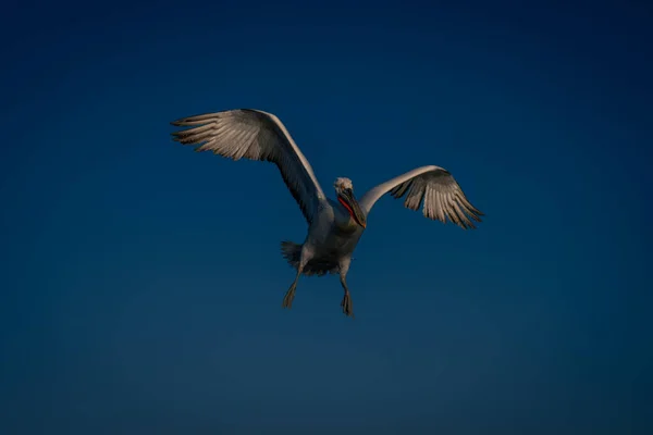 Dalmatiska Pelikan Flyger Sprider Vingar Och Fötter — Stockfoto