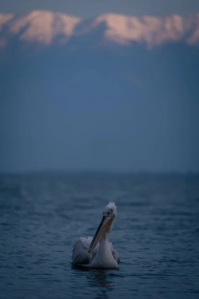 Далматинський Пелікан Плаває Озері Поблизу Гір — стокове фото
