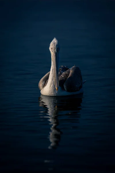 Dalmatian Pelican Floats Lake Casting Reflection — Stock Photo, Image