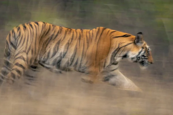 Lento Pan Close Bengala Tigre Andando — Fotografia de Stock