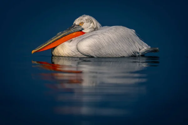 Dalmacja Pelikan Pływa Jeziorze Odbiciem — Zdjęcie stockowe
