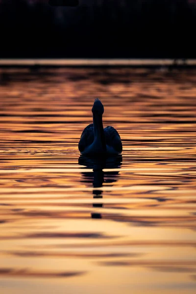Δαλματίας Πελεκάνος Επιπλέει Silhouetted Στην Ακίνητη Λίμνη — Φωτογραφία Αρχείου