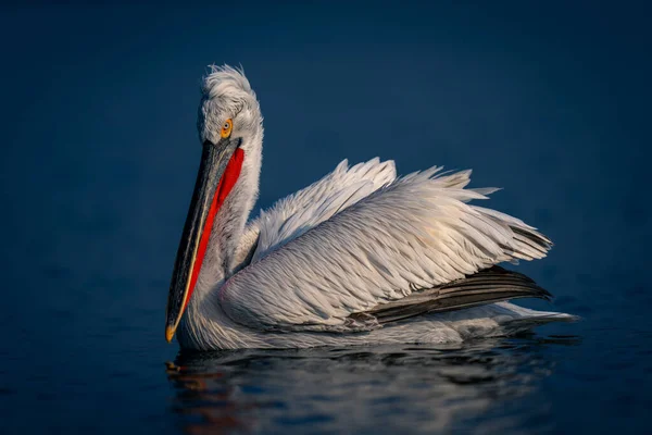 Dalmatian Pelican Floats Lake Turning Head — Stock Photo, Image