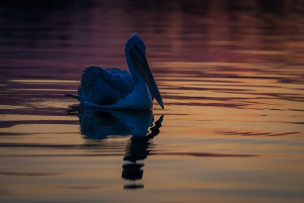 Dalmatian Pelican Floating Silhouetted Calm Lake — Stock Photo, Image
