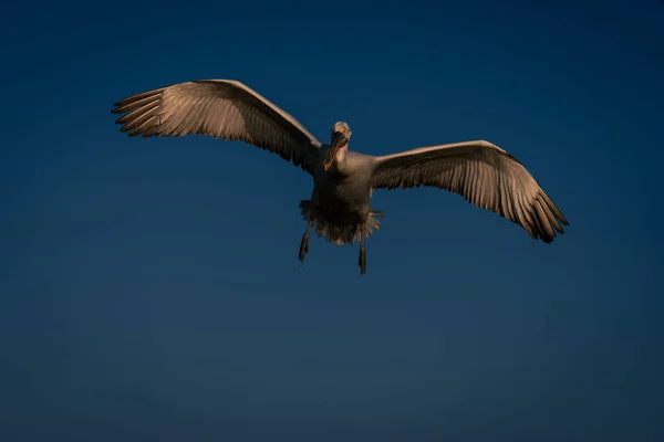 Dalmaçyalı Pelikan Mükemmel Mavi Gökyüzünde Uçar — Stok fotoğraf