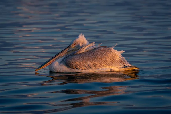 Dalmaçyalı Pelikan Boynunda Dinlenme Gagası Taşıyor — Stok fotoğraf