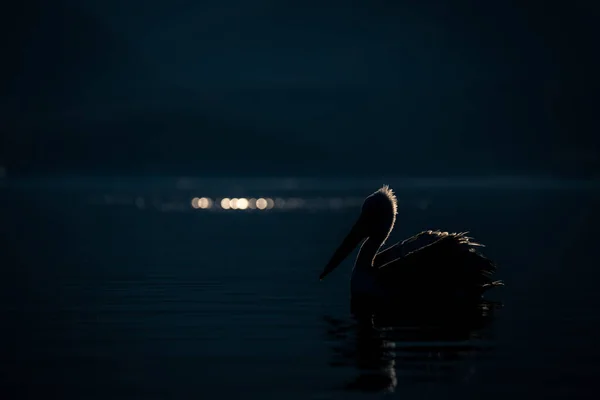 Dalmacja Pelikan Pływające Podświetlenie Spokojnym Jeziorze — Zdjęcie stockowe