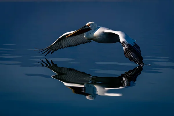 Dalmatian Pelican Flies Touching Lake Wingtip — Stock Photo, Image