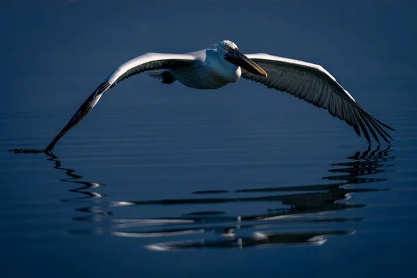 Dalmatian Pelican Flies Touching Lake Wingtips — Stock Photo, Image