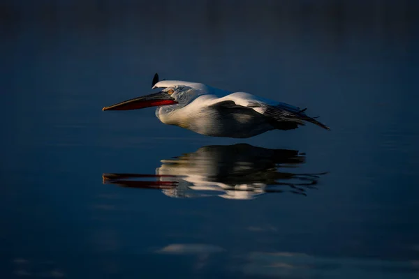 Dalmatský Pelikán Letí Nízko Nad Klidným Jezerem — Stock fotografie
