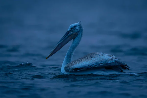 Dalmatyński Pelikan Pływający Jeziorze Świcie — Zdjęcie stockowe