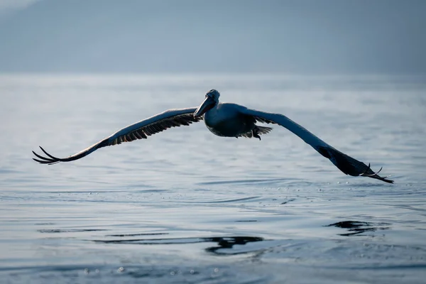 달마티아 사다새가 호수를 날으는 — 스톡 사진