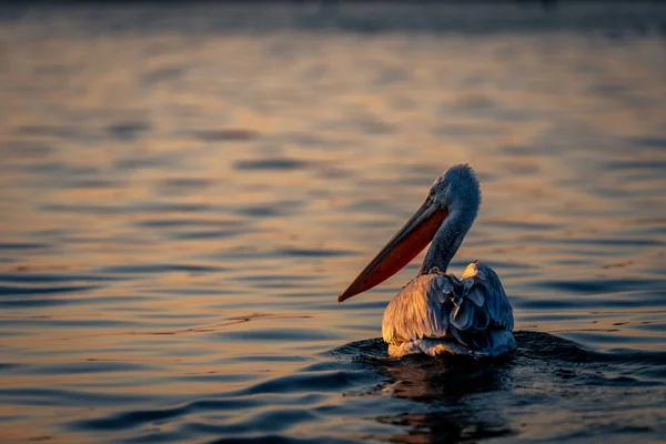 Dalmatian Pelican Floats Backlit Calm Lake — Stock Photo, Image