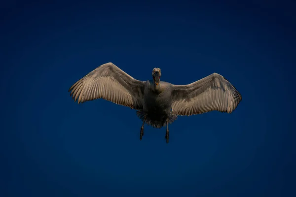 Dalmatiska Pelikan Flyger Mot Kameran Sprider Vingar — Stockfoto