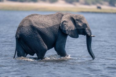Afrika çalı fili sakin nehirde yürüyor