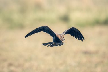 Afrika dartı su baskını kanatları üzerinde uçar