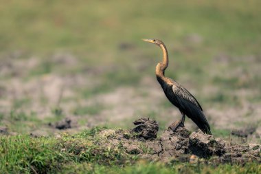 Çamurlu kıyıda Afrika dartı profili