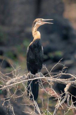 Afrikalı darter karışık dallarda ağzını açar