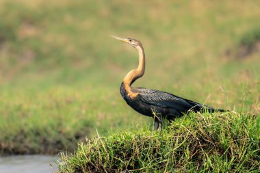 Çimenli nehir kıyısında yakalanan Afrika dartı