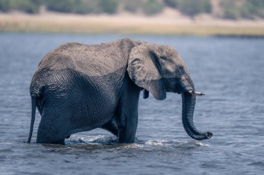 Afrika fili nehir kıvrımlı sandıkta duruyor
