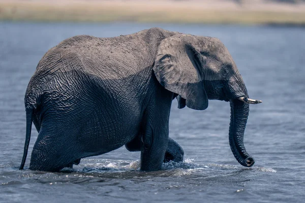 stock image African bush elephant walks through shallow river