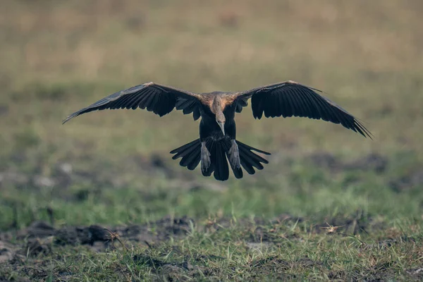 Afrikanischer Darter Vor Der Landung Mit Ausladenden Flügeln — Stockfoto