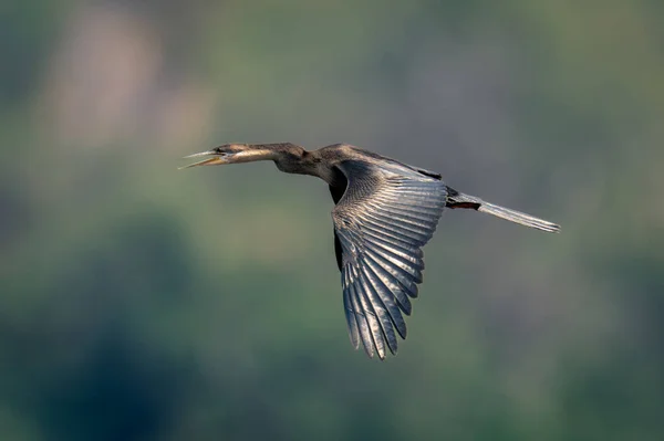 African Darter Flies Opening Beak Wings — Stock Photo, Image